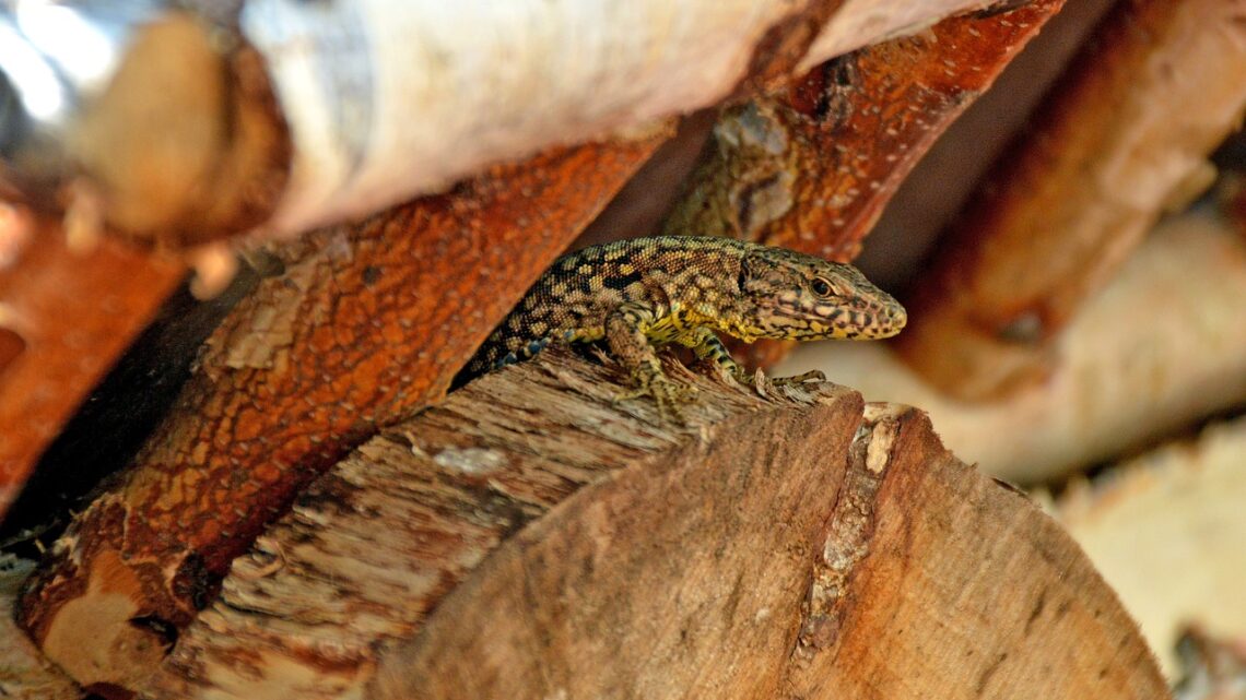 Gartengestaltung leicht gemacht – Tipps, Ideen und Anregungen zum Nachmachen